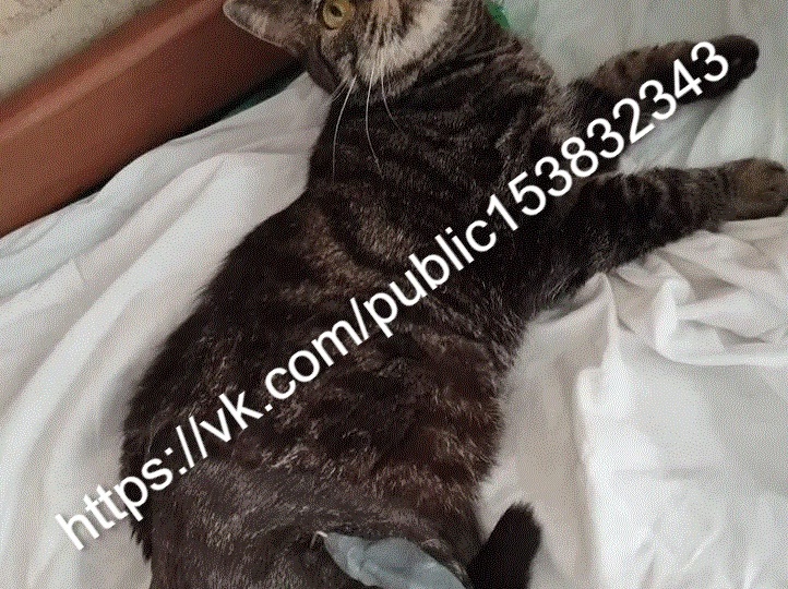 🆘СПИНАЛЬНИЦЕ КУСЕ СРОЧНО НУЖНА ПОМОЩЬ🆘