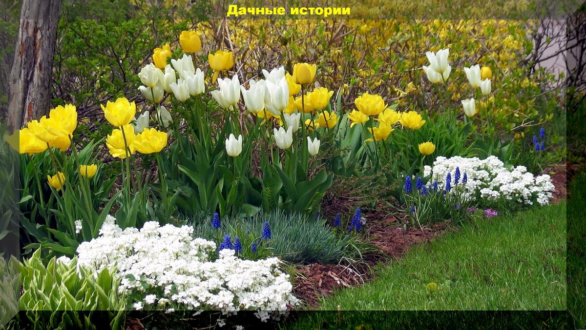 https://vk.com/photo-159774511_457265036. Клумба с первоцветами