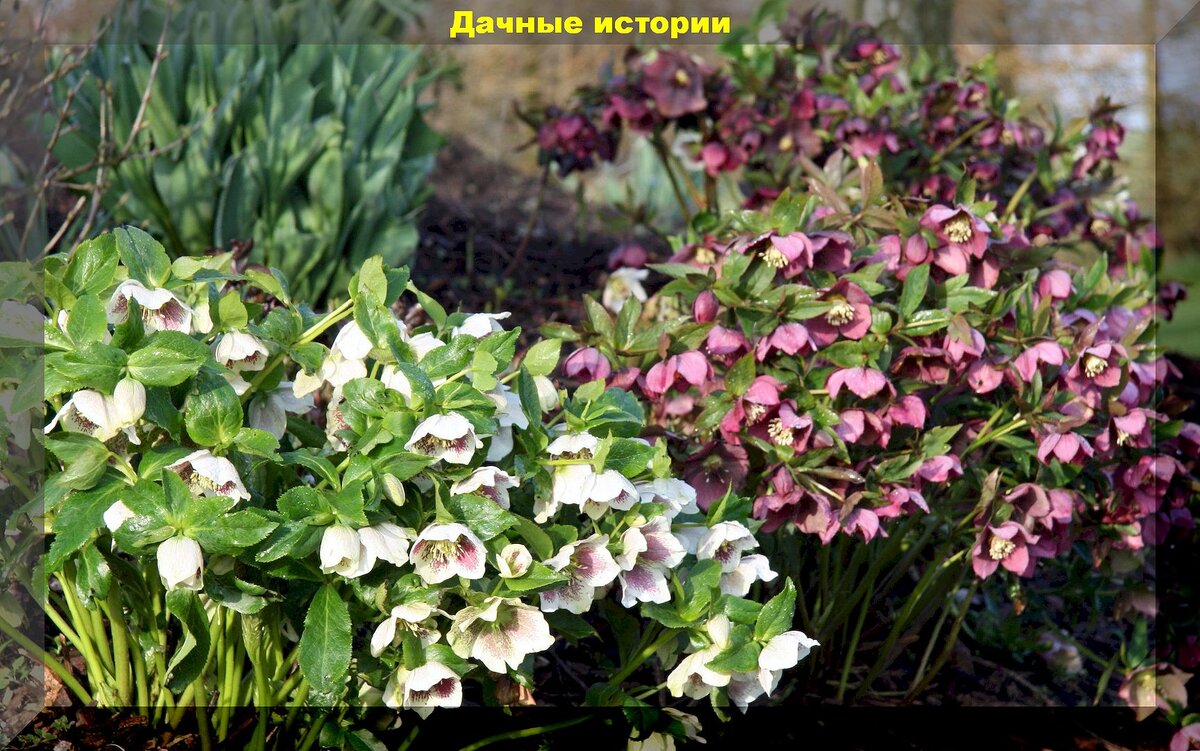 https://vk.com/photo-159774511_457265037. Морозник многолетний