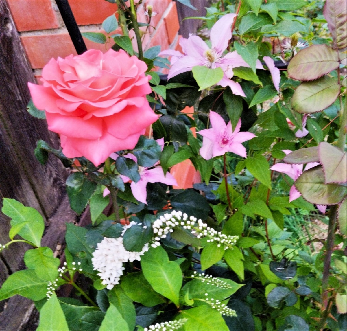 Роза с клематисом и вербейником ландышевидным                      dzen.ru/tatiana-day