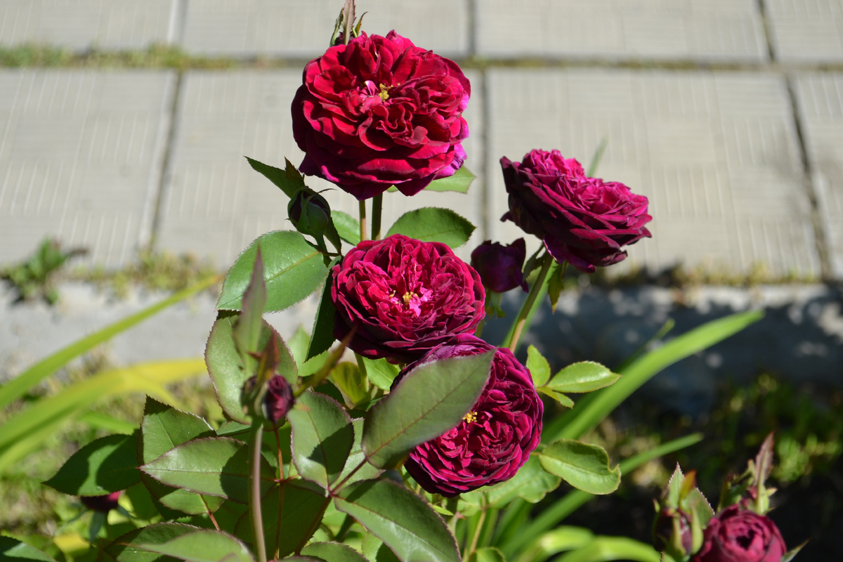 рядочек с розами