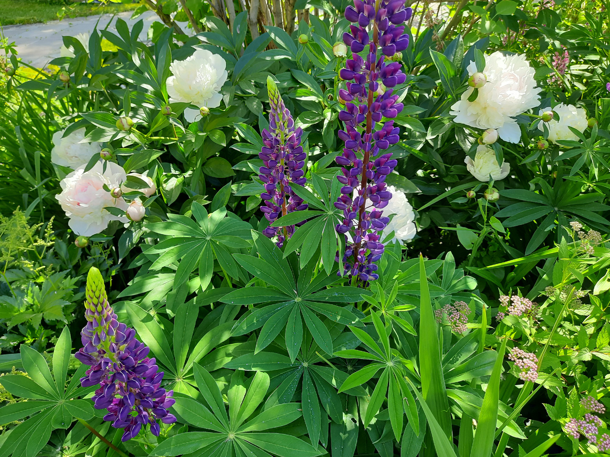 Цветочки сейчас