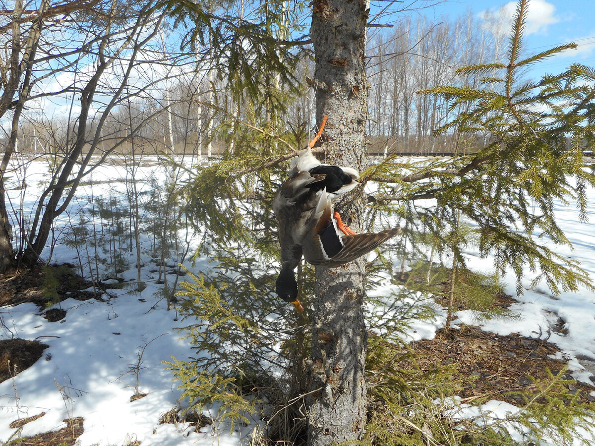 Ушлый селезень запрыгнул на дерево и попал в петлю.