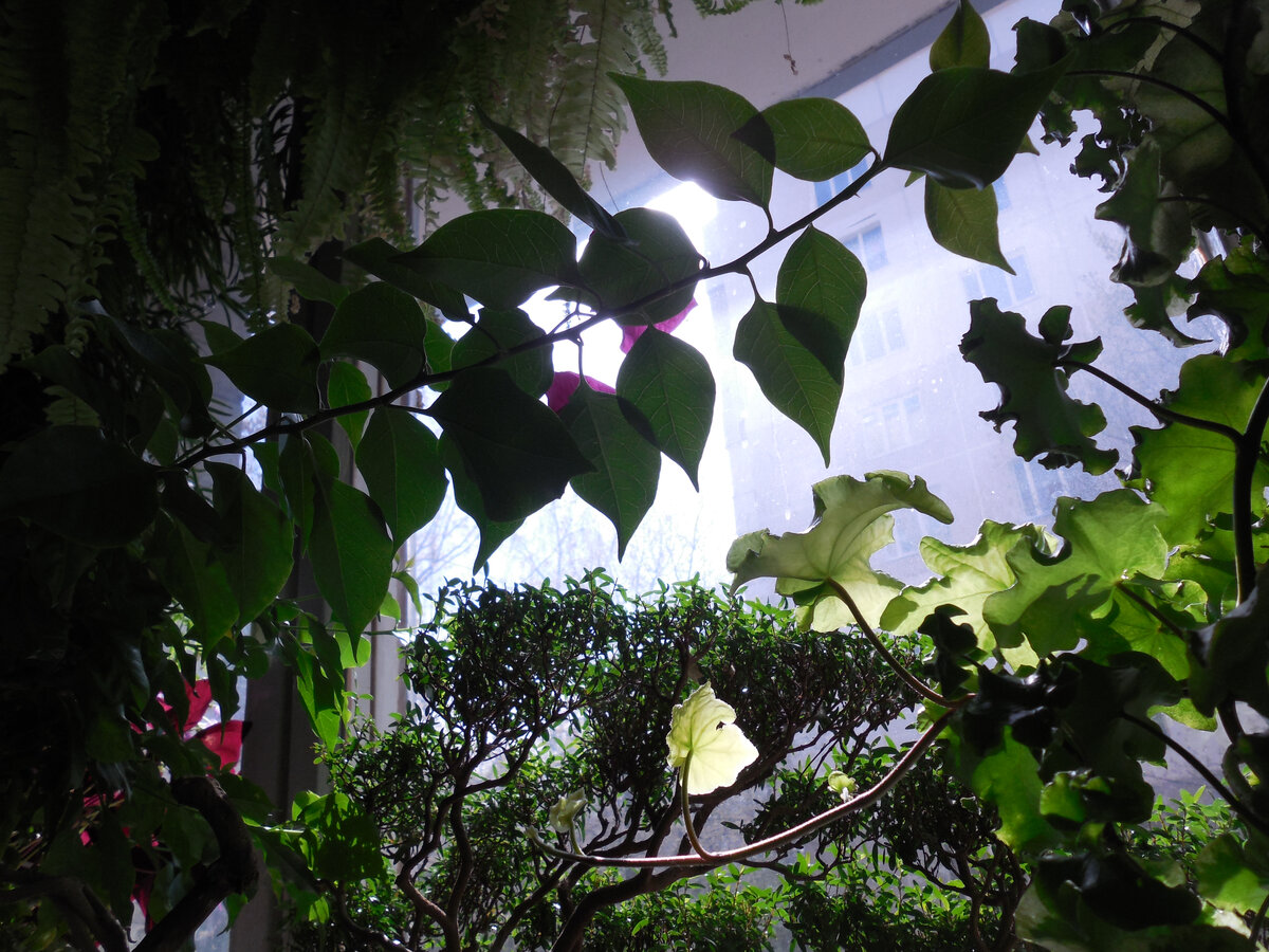 Джунгли на нашем окне