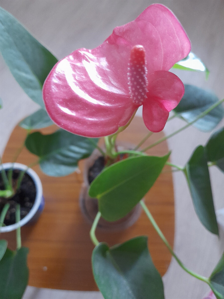 Фото автора. Антуриум разросся, можно немного продать