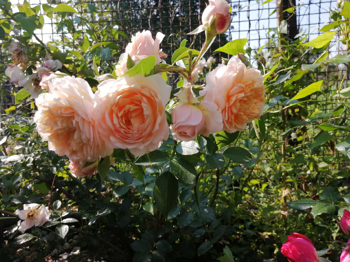 Плетистая роза, сорт Ginger Syllabub