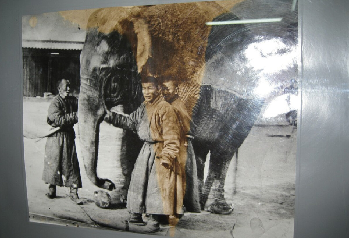 Тот, кто всё-таки купил слона. Дворец Богдо-гэгэна (Улан-Батор). Эл. ресурс URL: https://www.himalayanart.org/items/37729