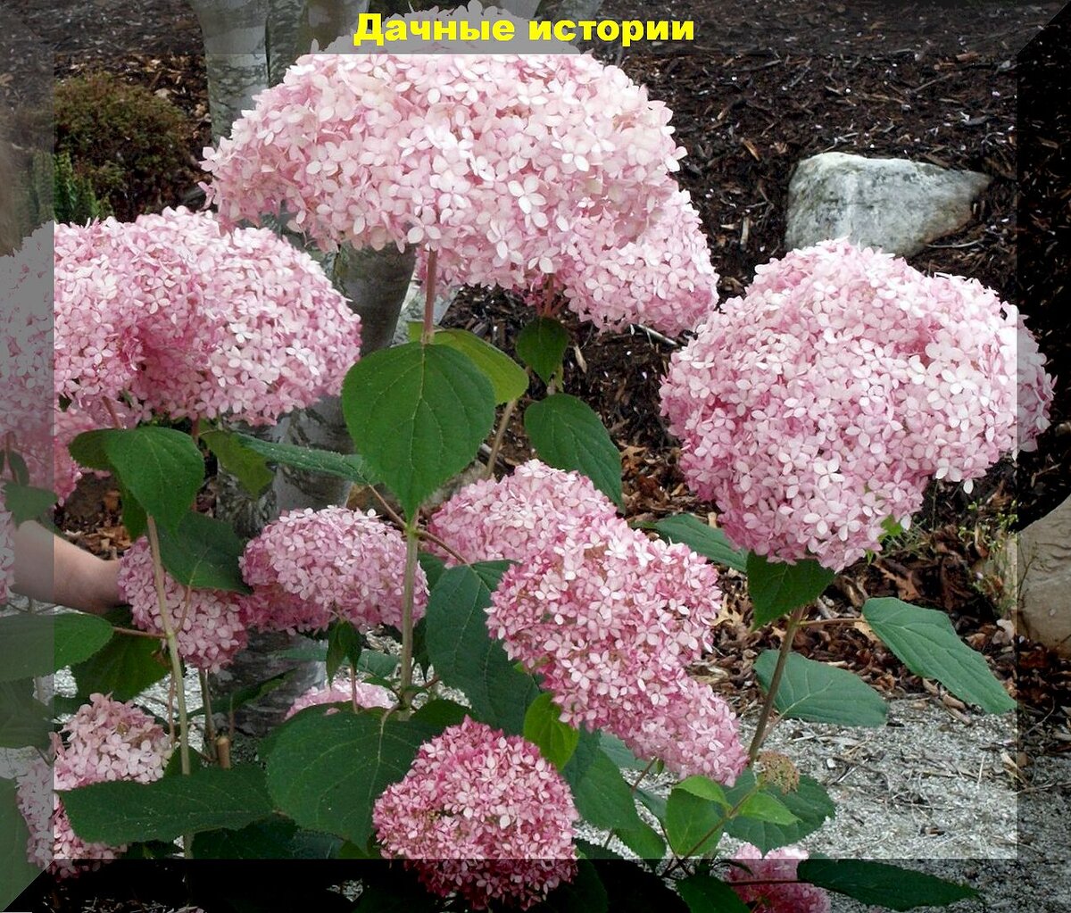 https://vk.com/photo-159774511_457262189. Гортензия "Свит анабель"