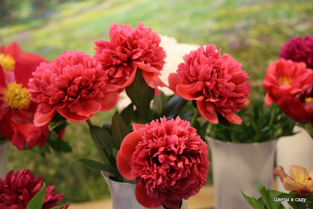 Raspberry glow. Пион Глоуинг Распберри Роуз. Glowing Raspberry Rose пион. Tango пион. Пионы 2022.