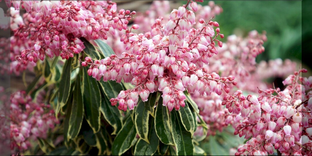 50 кислолюбивых растений, которые чудесным образом преобразят участок: как на кислой почве поучить сад своей мечты