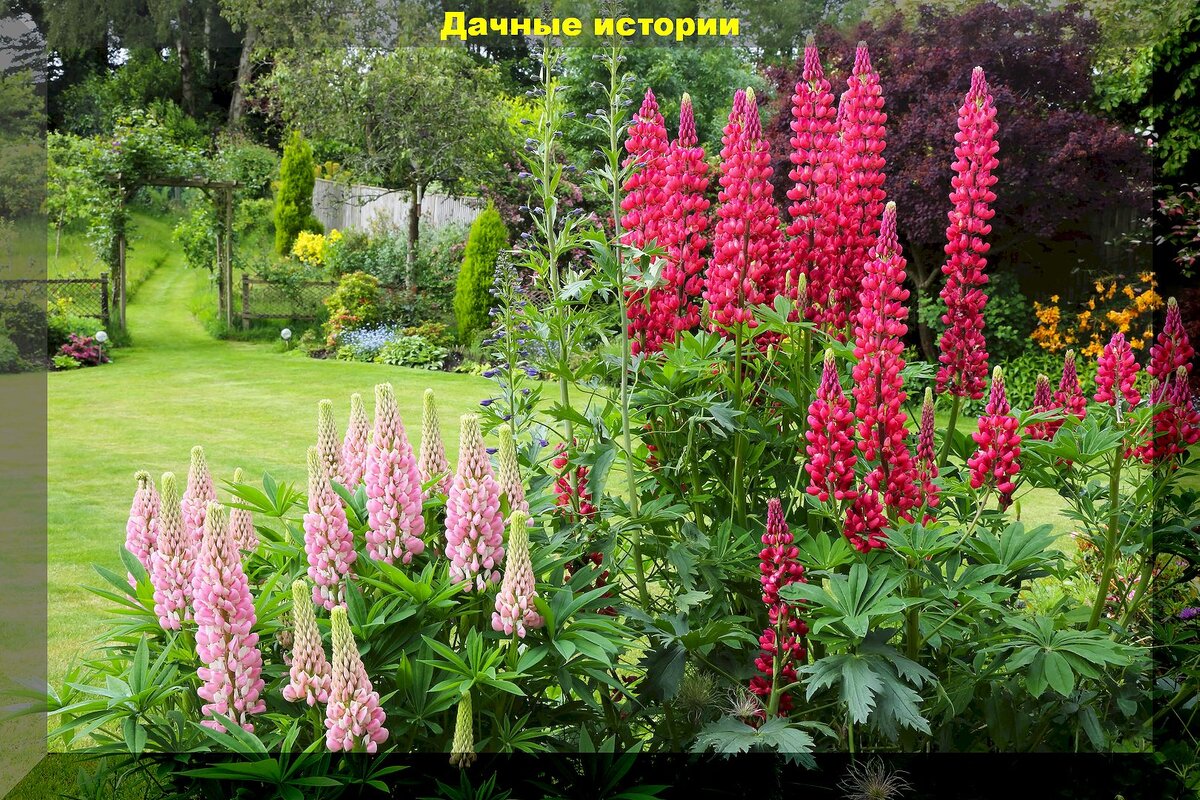 https://vk.com/photo-159774511_457264999. Люпин на клумбе