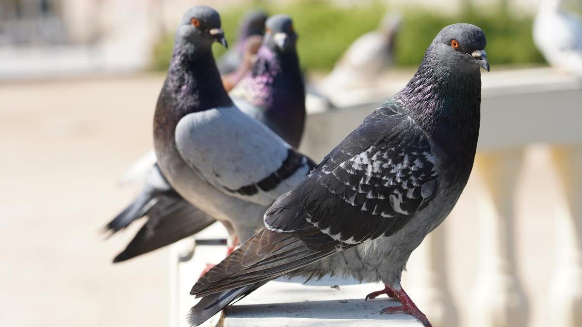    Голуби на перилах:Freepik