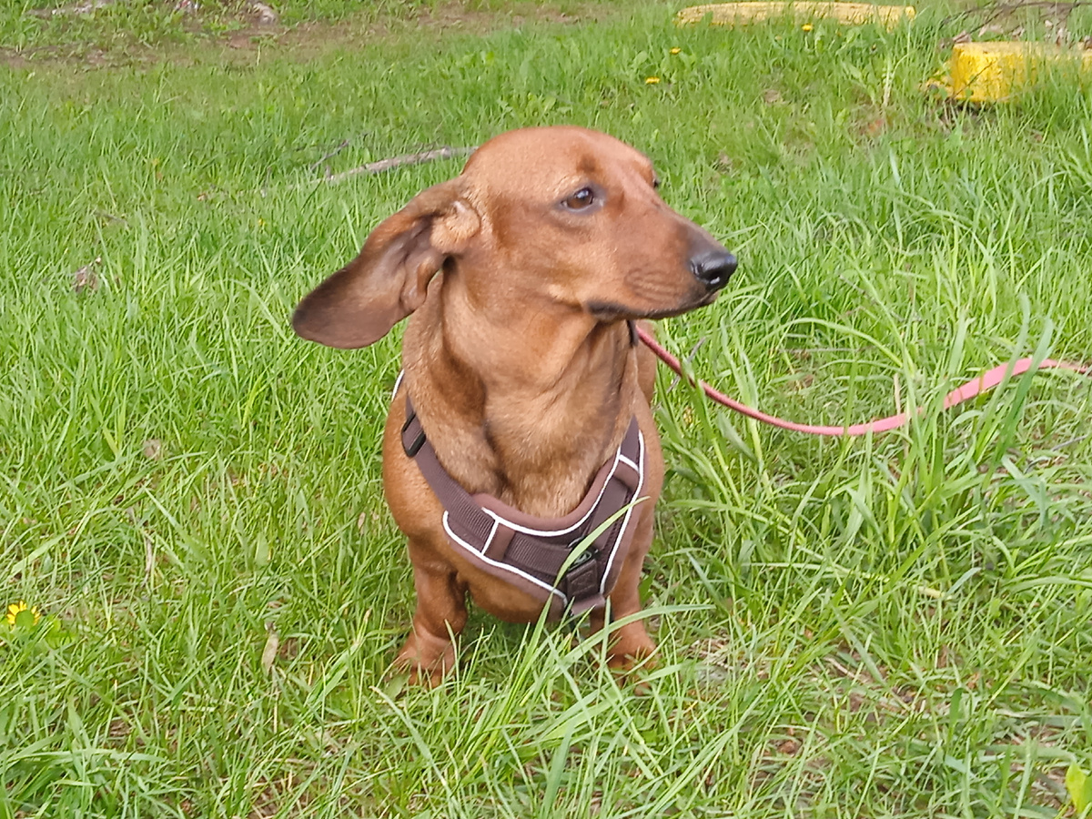 Такса Алиса