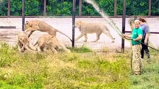 СМОТРИТЕ- это весело! Как в Тайгане львят поливают, Олег Зубков устроил летнюю забаву!