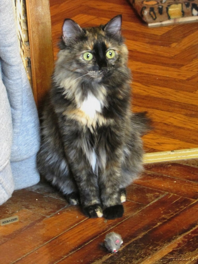 Афина. Уже 11 лет, как дома.