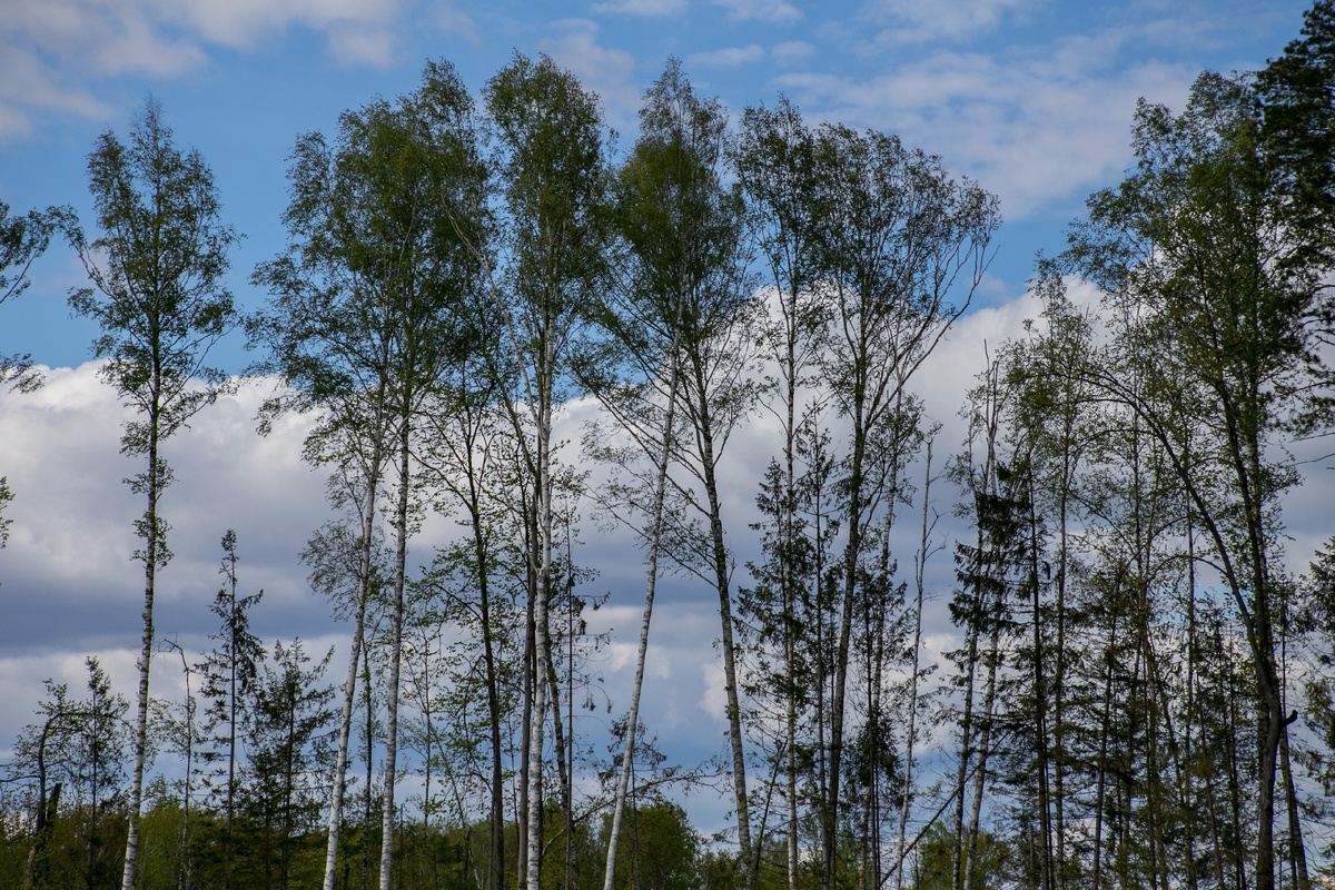 Фото: РусКлиматФонд