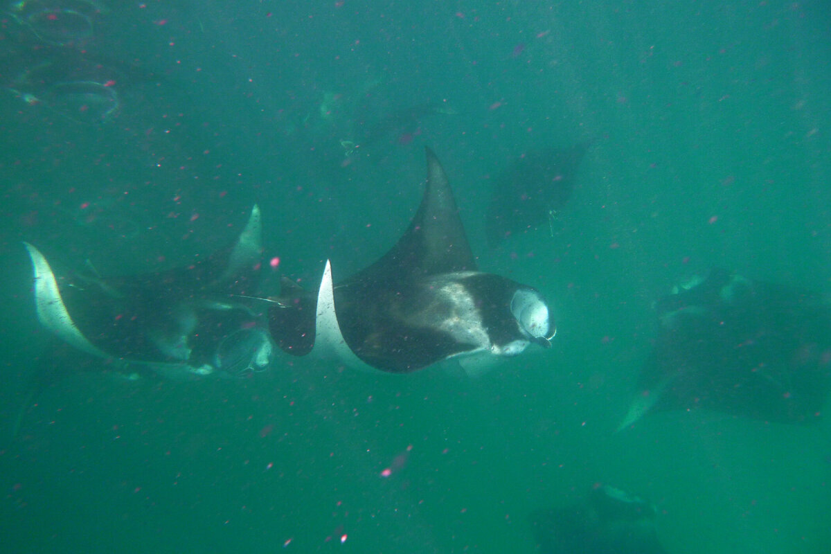 Вот те, ради которых мы прилетели на Мальдивы. Вот он, мотив, вот она цель. Вода мутная из-за большого количества в ней планктона. Он кстати заметен на фотографиях, эти маленькие светящиеся розовые точки