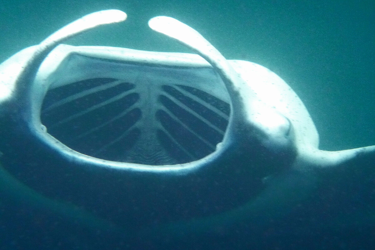 Как вам пасть?