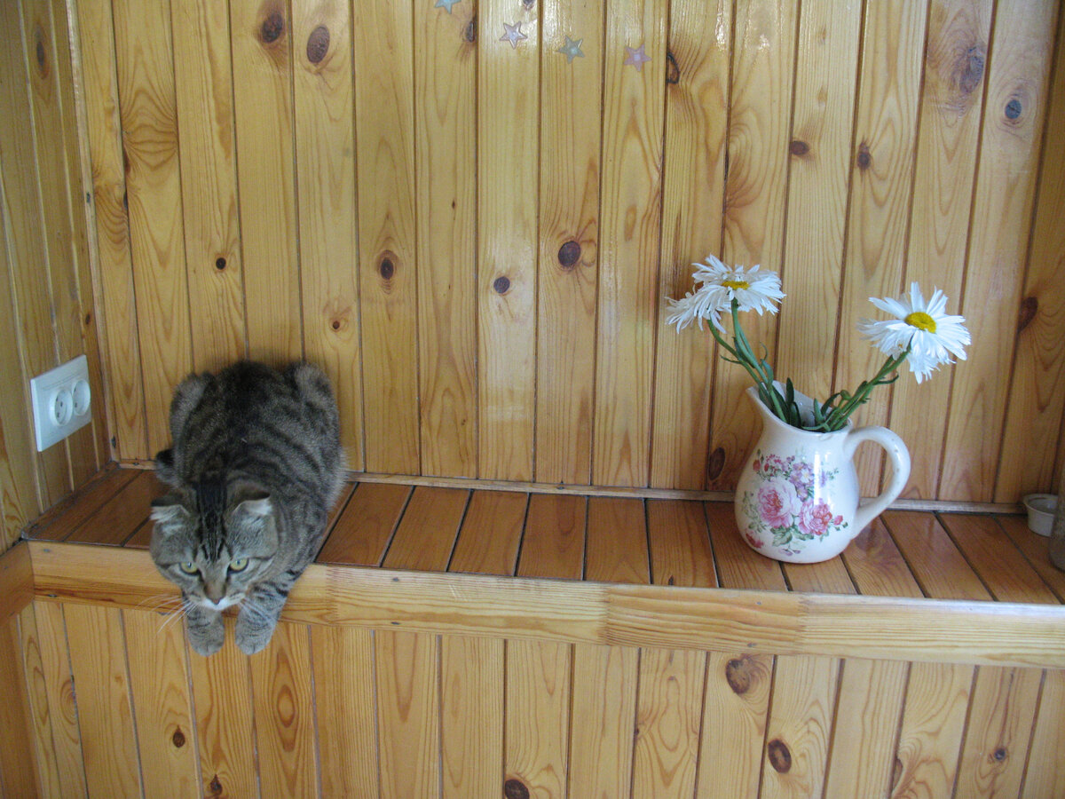 кота фотографировала, а ромашку люблю! 