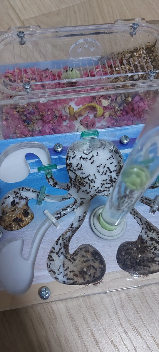 Муравьиная ферма до того, как я ее почистила