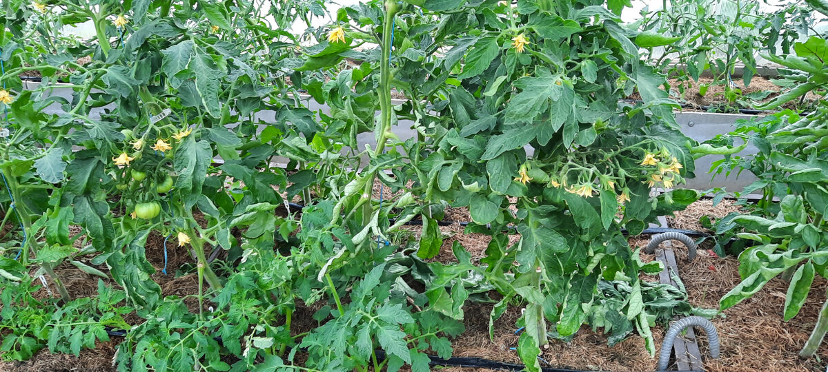 Кисти наполненные на каждом томате.