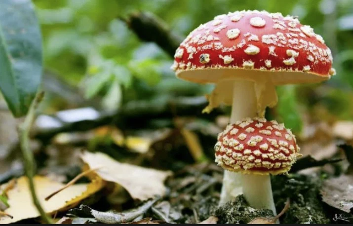 Фото Евгений Клишевич 