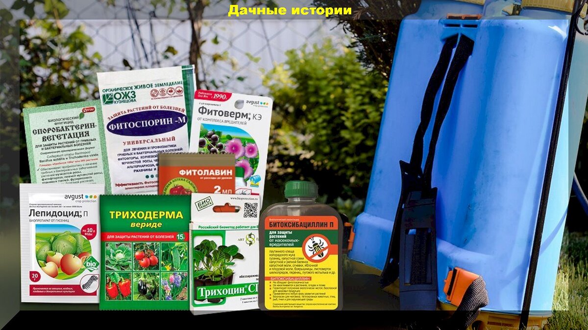 https://vk.com/photo-159774511_457263584