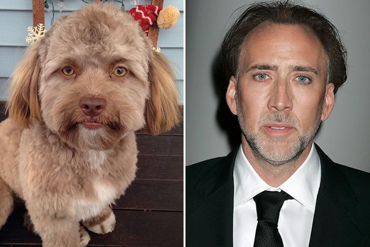 Есть человек который похож на меня. Собаки похожие на людей. Собака походв нв человека. Собака с человеческим лицом. Собака похожая на япоовека.