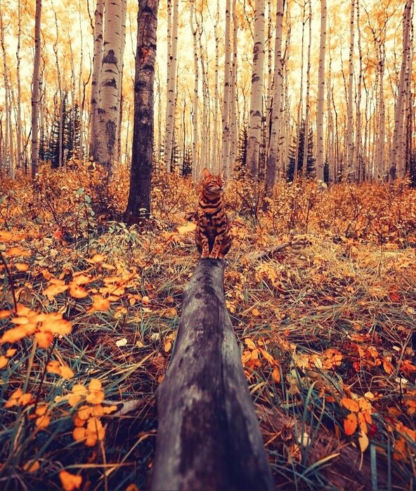 Осенний пейзаж. Фотография взята из свободного доступа