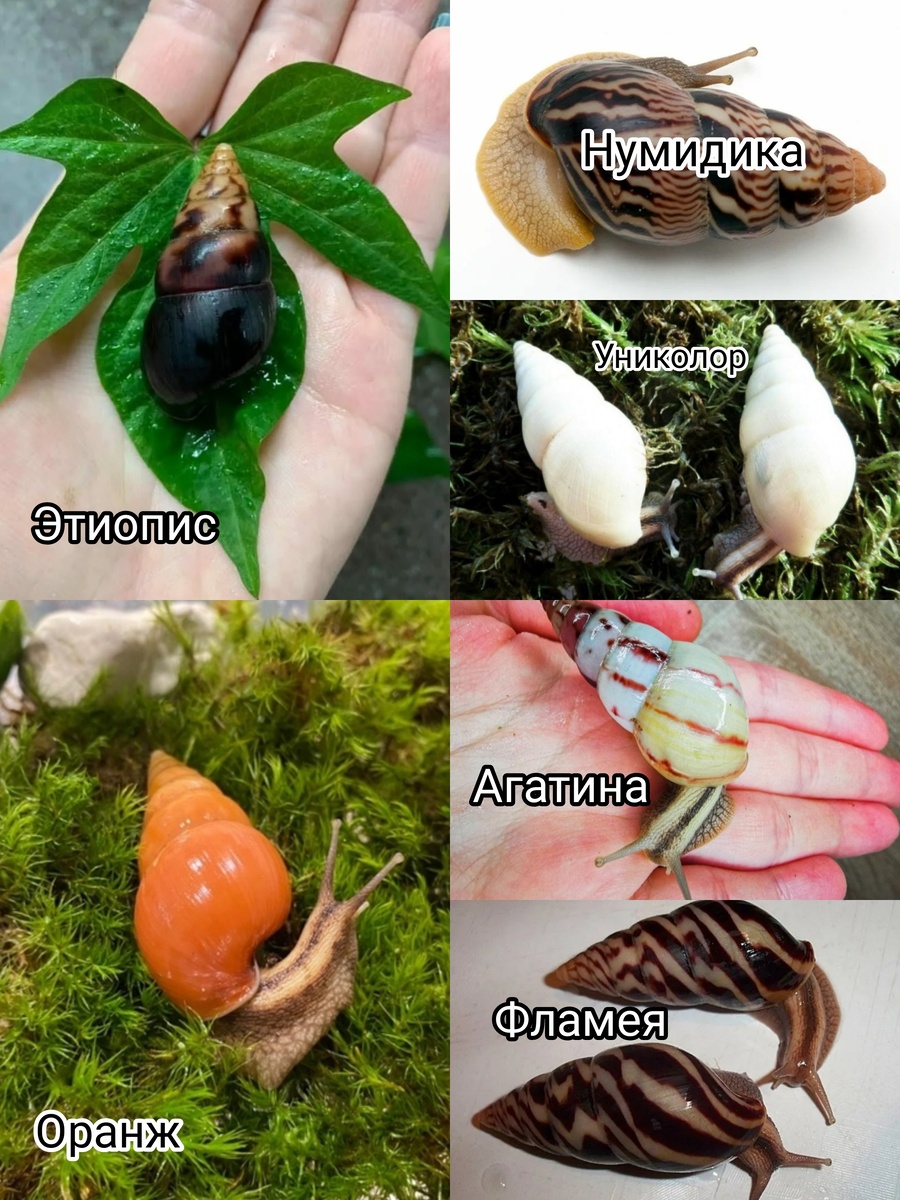 Лимиколярия. Все виды выше описаны. Все фото из открытых источников. 