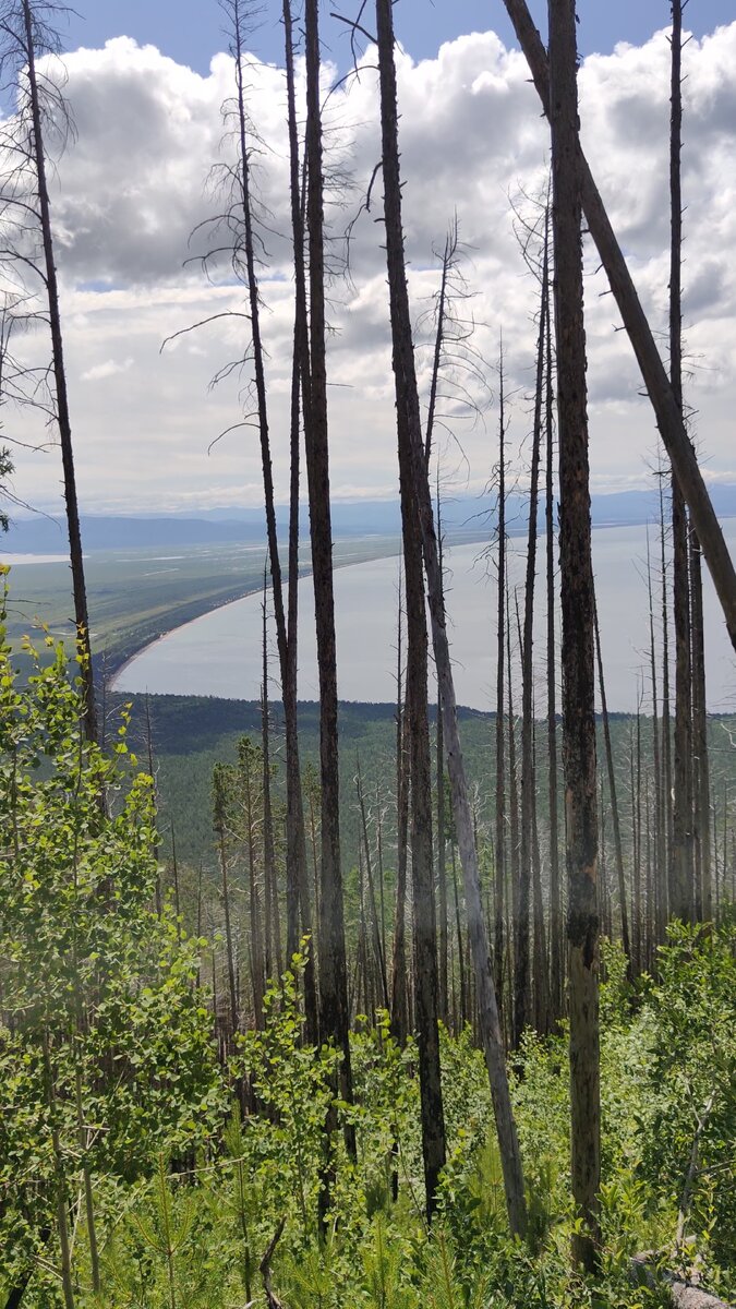 На ветру сухие деревья скрипят и нагоняют ужас, ощущение, что вот-вот не выдержат и упадут на тебя