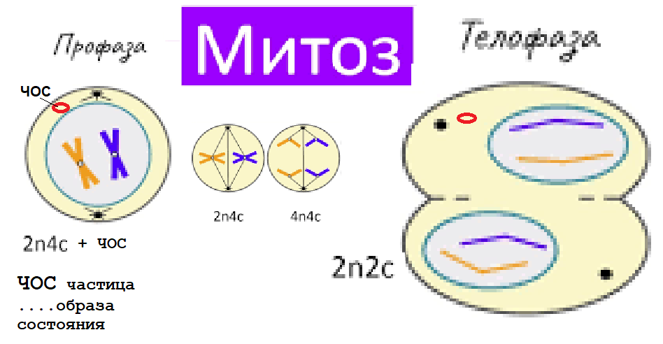 Послетовательность процесса деления клеток