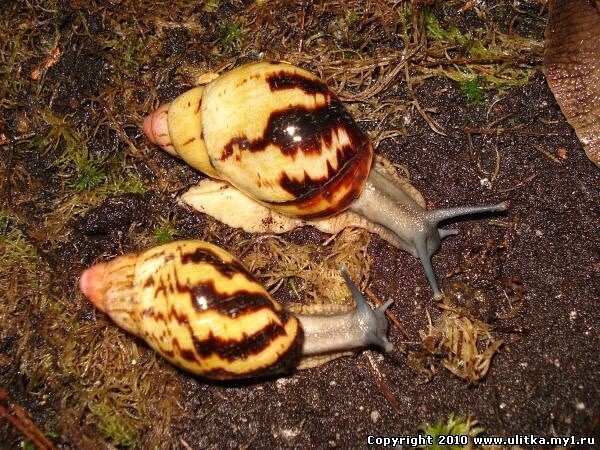 Фото из открытого источника. Интернет.