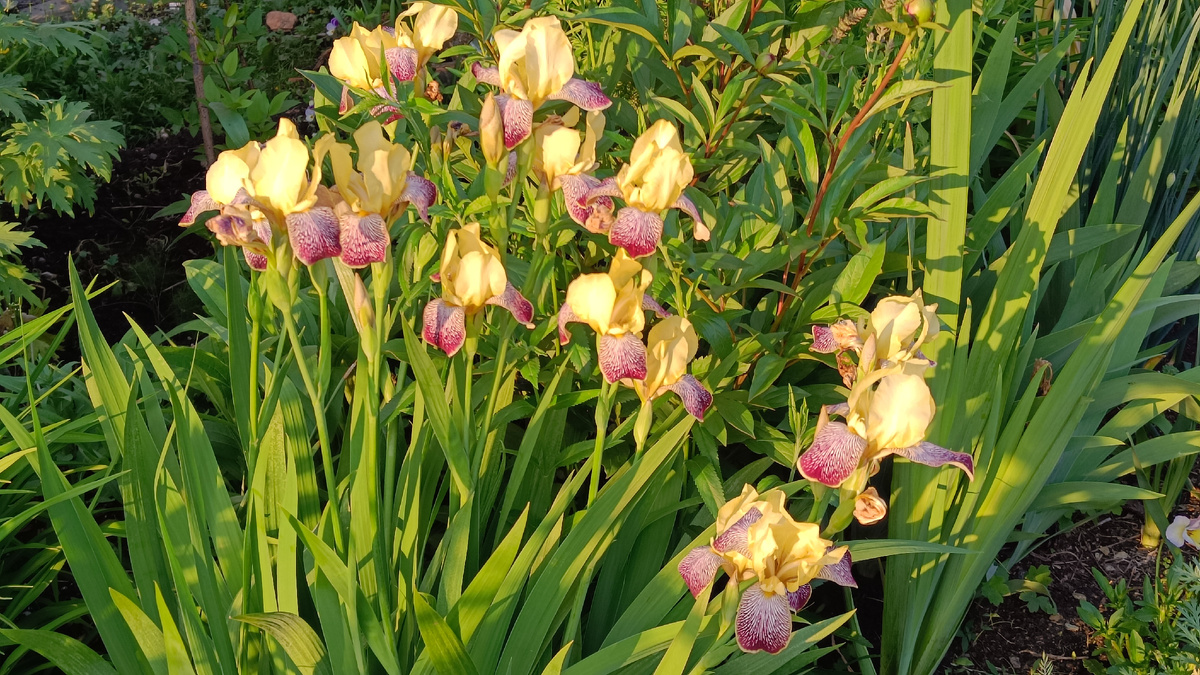 Цветник у дома — еще один способ лечения солнечным светом, движением и красотой. Цветник на Цветаевой, мой.  