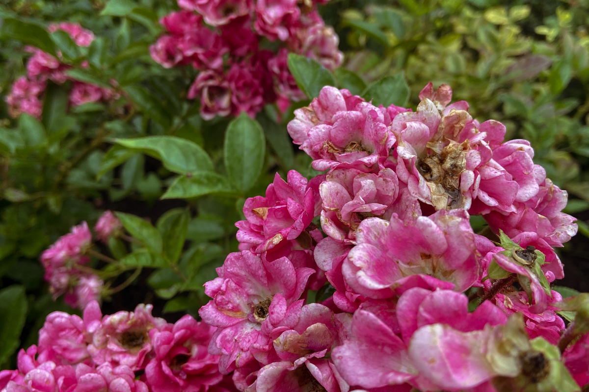 Лето в Ботаническом саду г. Калининграда, фото Берега Балтики