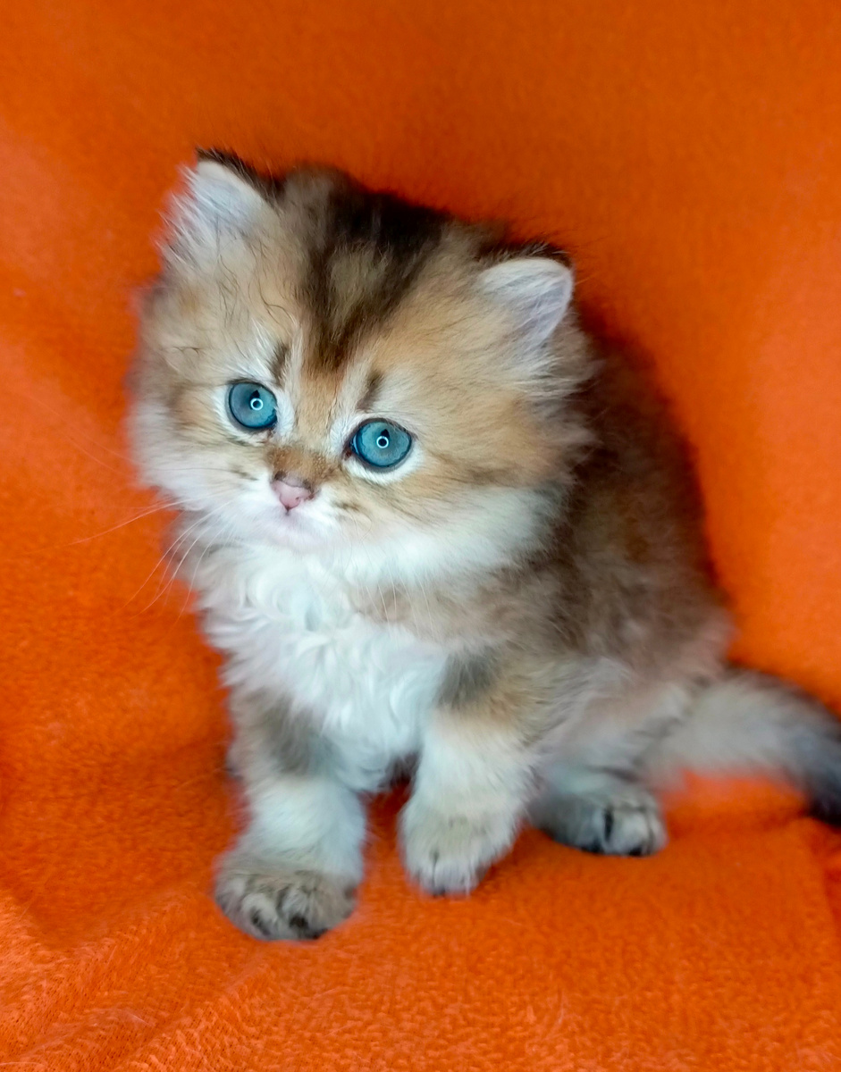 Котик Тамерлан свободен