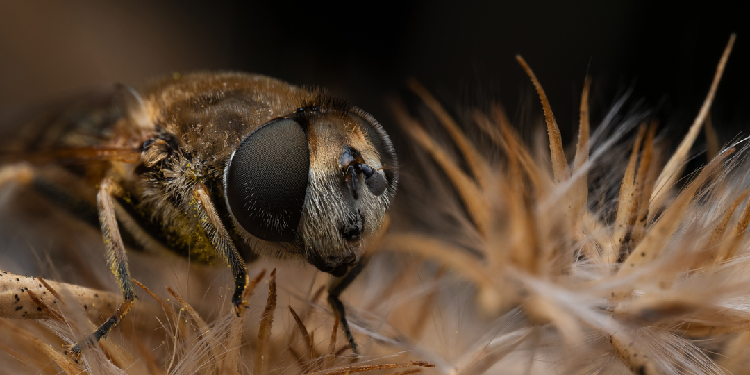 9 заблуждений в макрофотографии при съёмке насекомых и пауков