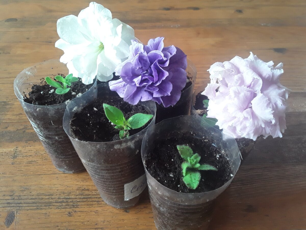 Попытка черенкования понравившейся петунии в августе
