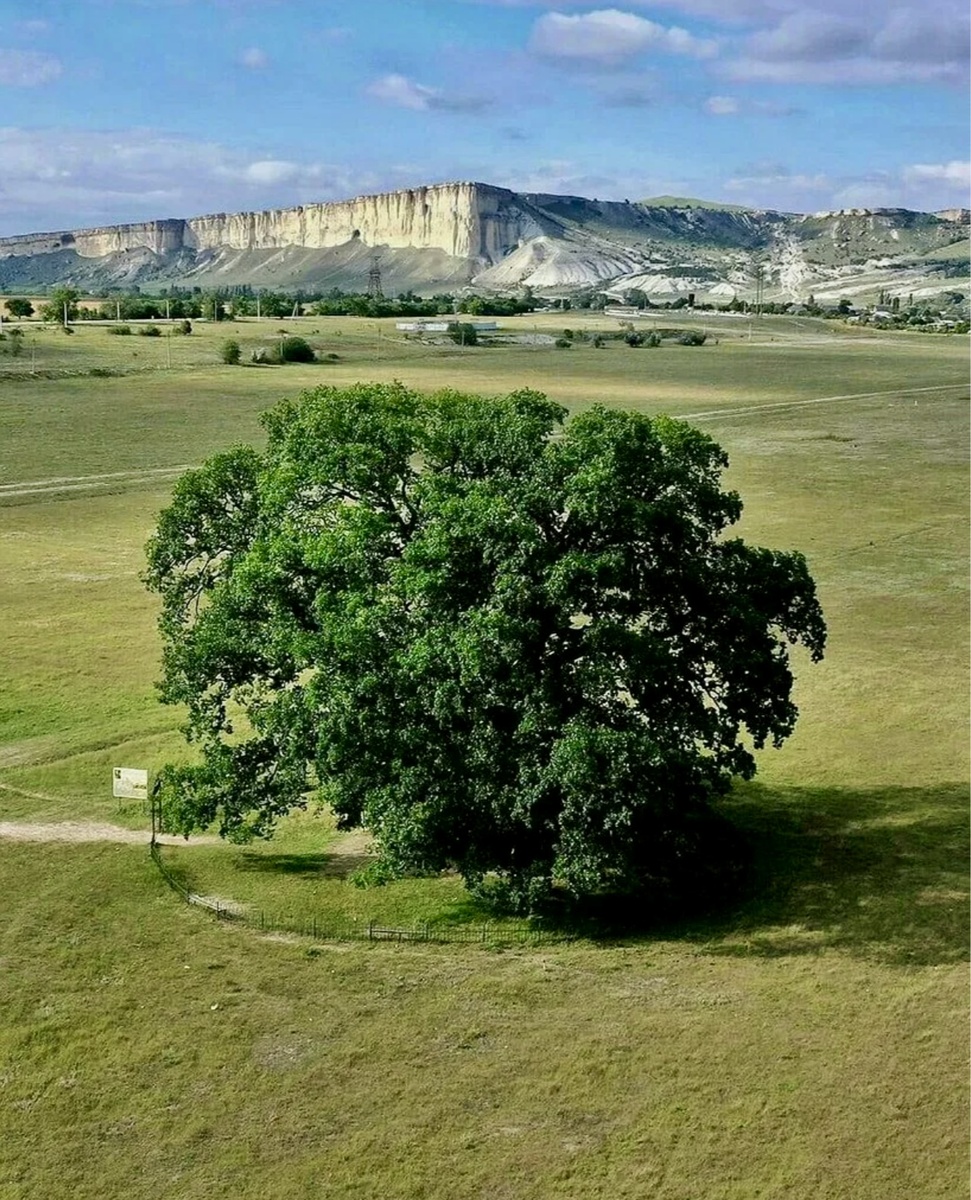 Дуб Суворова. Фото взято  из интернета и отредактировано автором канала. 