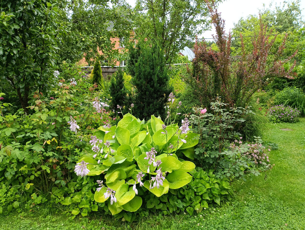 Хоста Сам энд Сабстанс (Sum and Substance)