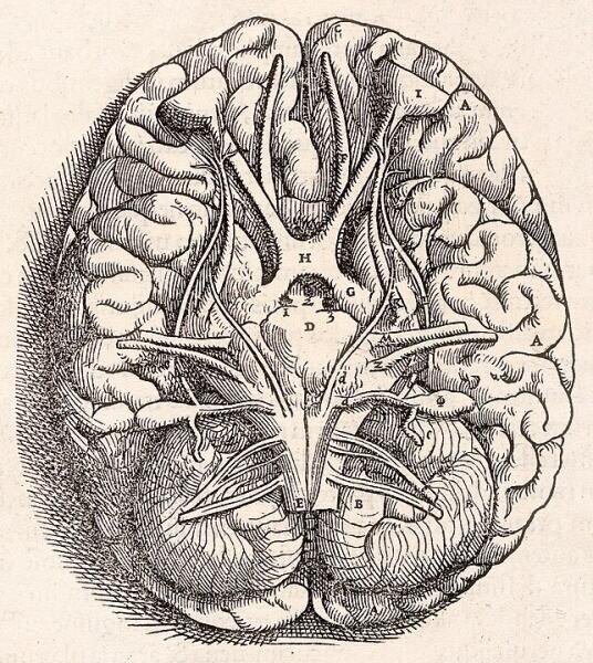    Изображение основания головного мозга, выполненное А. Везалием в 1543 году Фото: общественное достояние