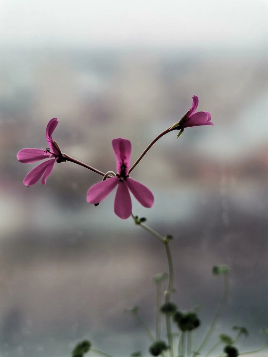 Lavender Lindy – Лаванда