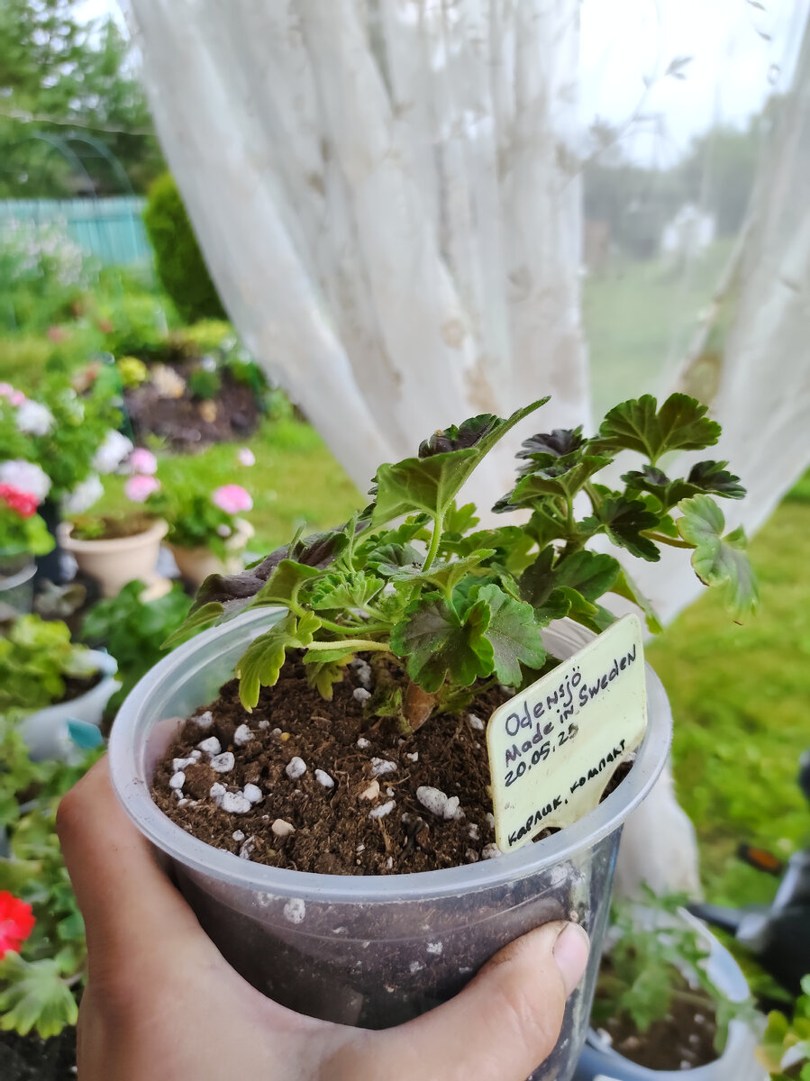 Odensjo made in sweden 19.07.2023 Конечно, сейчас, смотря на это фото, я вижу, что горшочек слишком велик для нее. Такому растению 200 мл как раз. Максимум 500. А тут литр ((( ну, что ж, это - опыт.