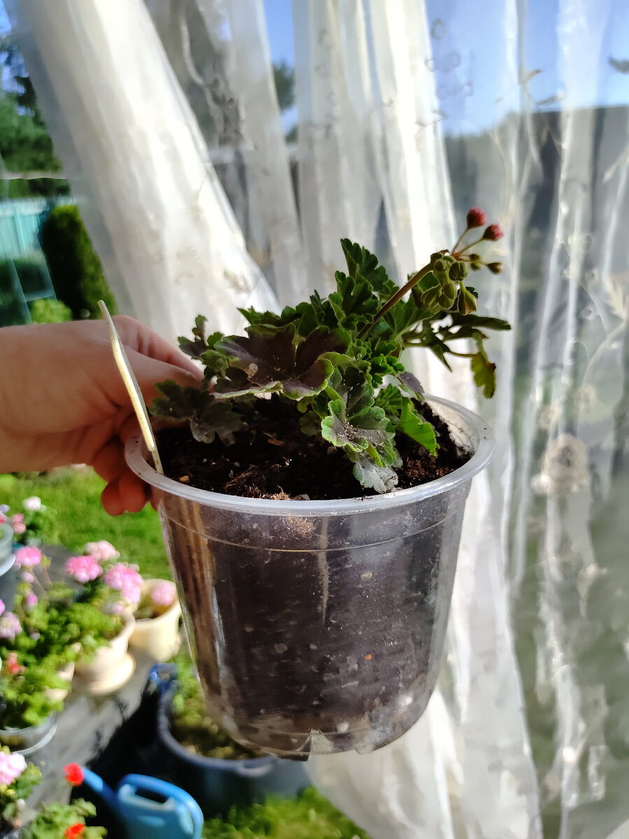 Господи, как модно так издеваться над растением! Ну пересадила бы в 0.5, все было бы намного лучше! Эх...