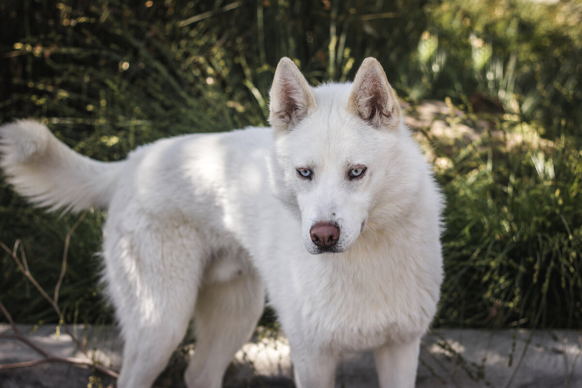 У хаски шерсть мягкая на ощупь. Фотография: mor.nitesh CC BY-NC-ND 2.0