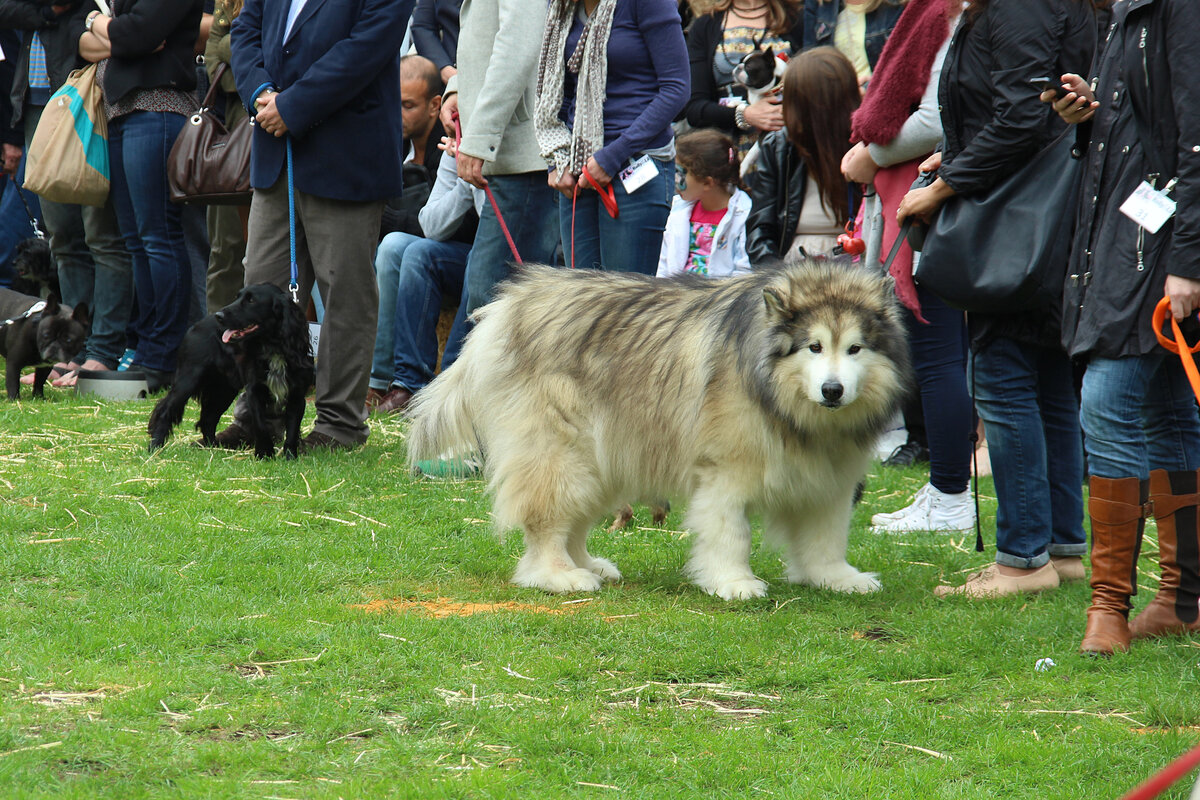 В показателях морозоустойчивости тоже не сошлись. У маламута шерсть жёсткая с густым подшёрстком. Фотография: Bex Walton, CC BY 2.0 