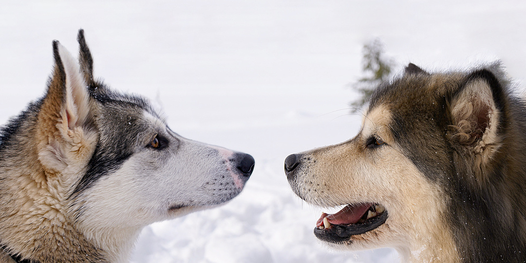 Хаски отличается от маламута не только внешностью, но и характером