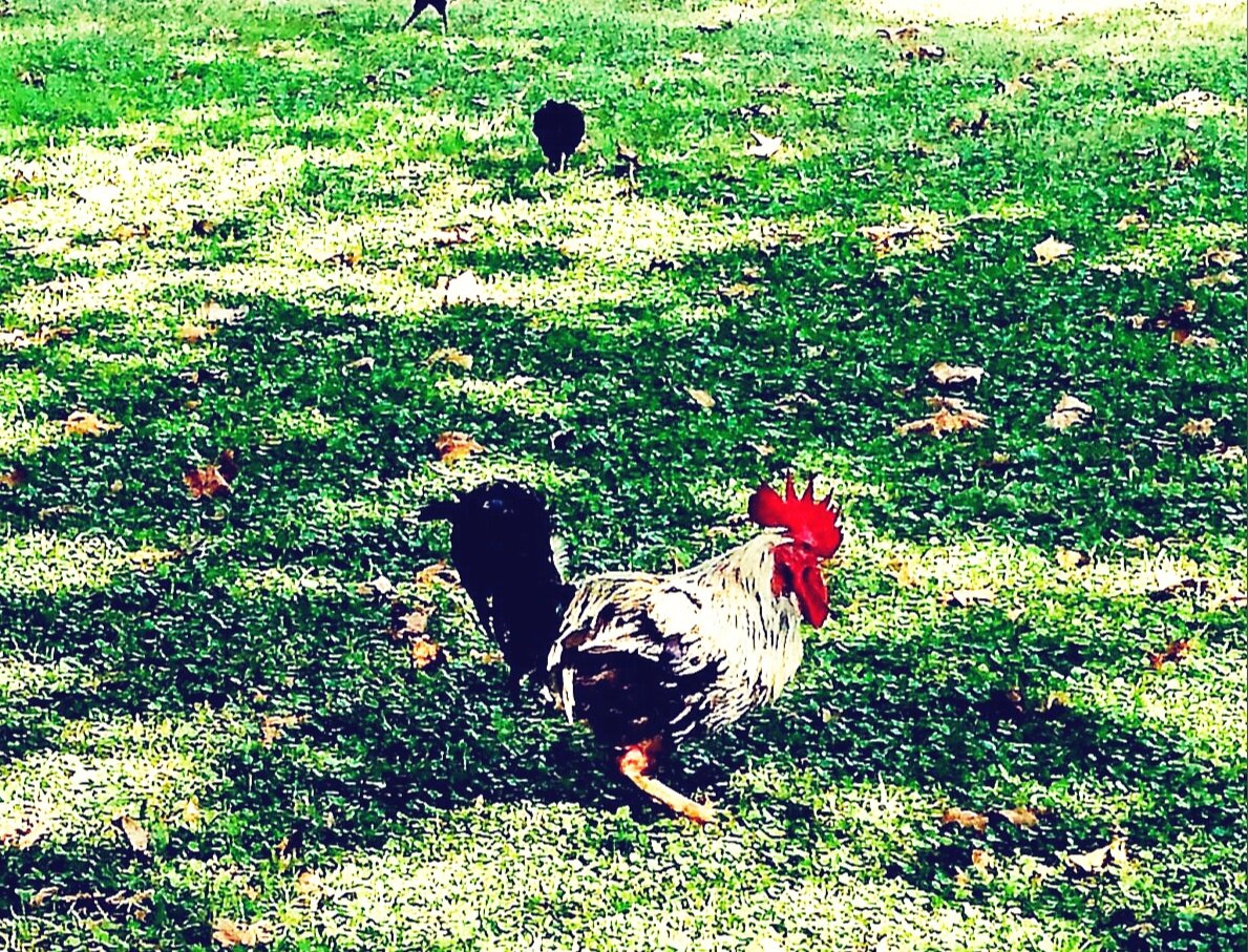 Хозяин усадьбы. Фотография из личного архива автора