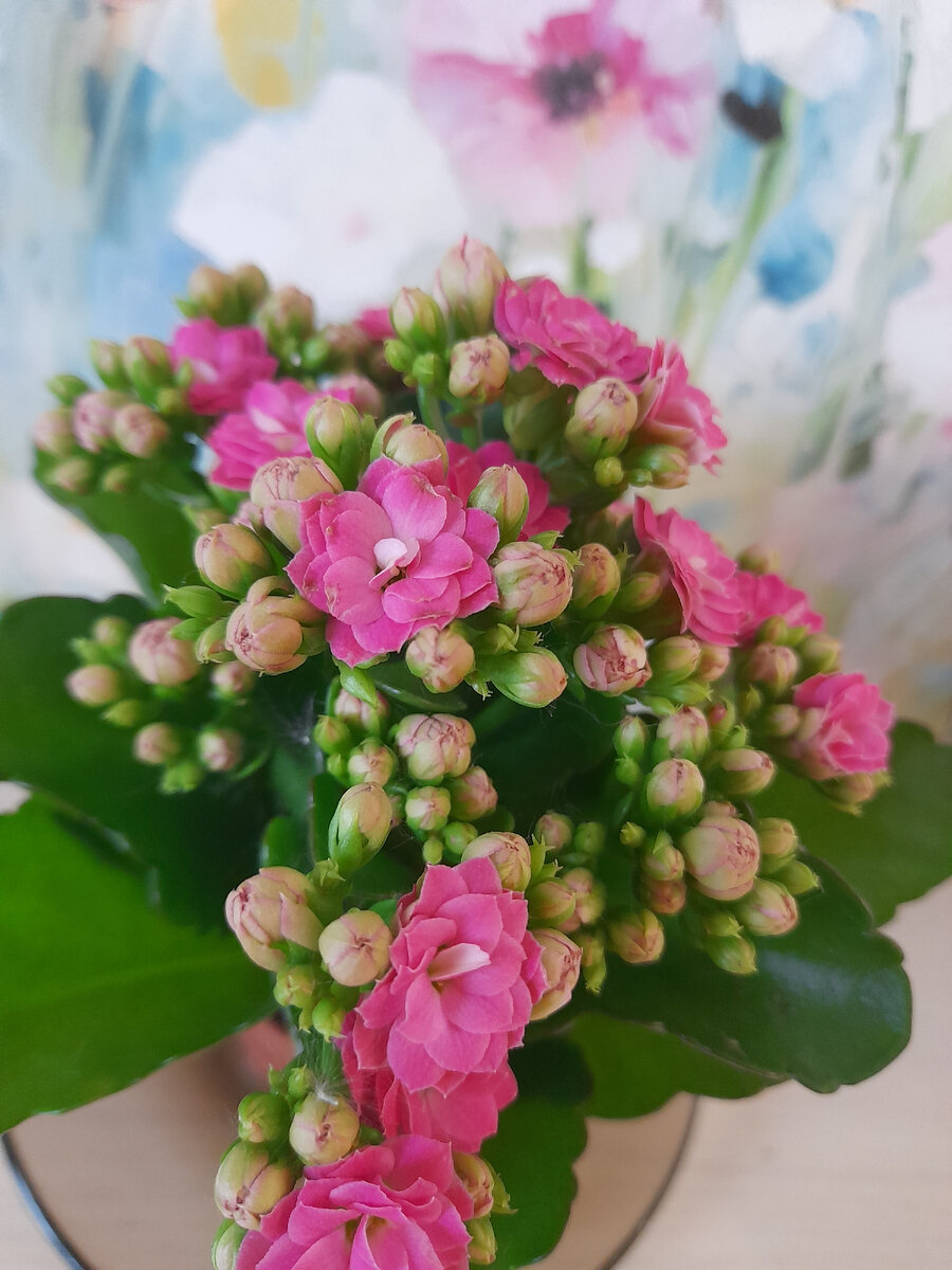 Каланхоэ для настроя