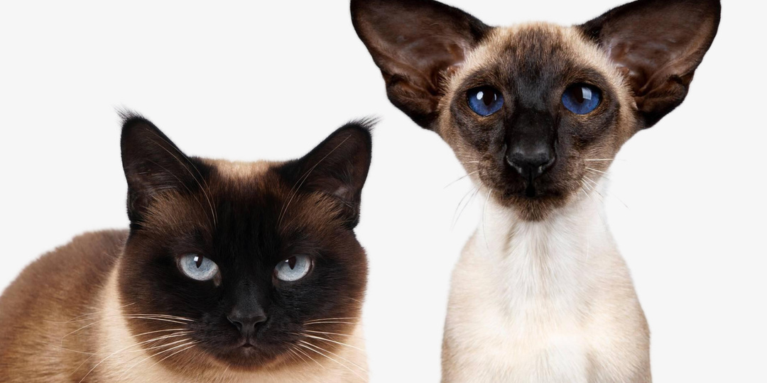 Чем тайская кошка отличается от сиамской, и почему дело не только во внешности